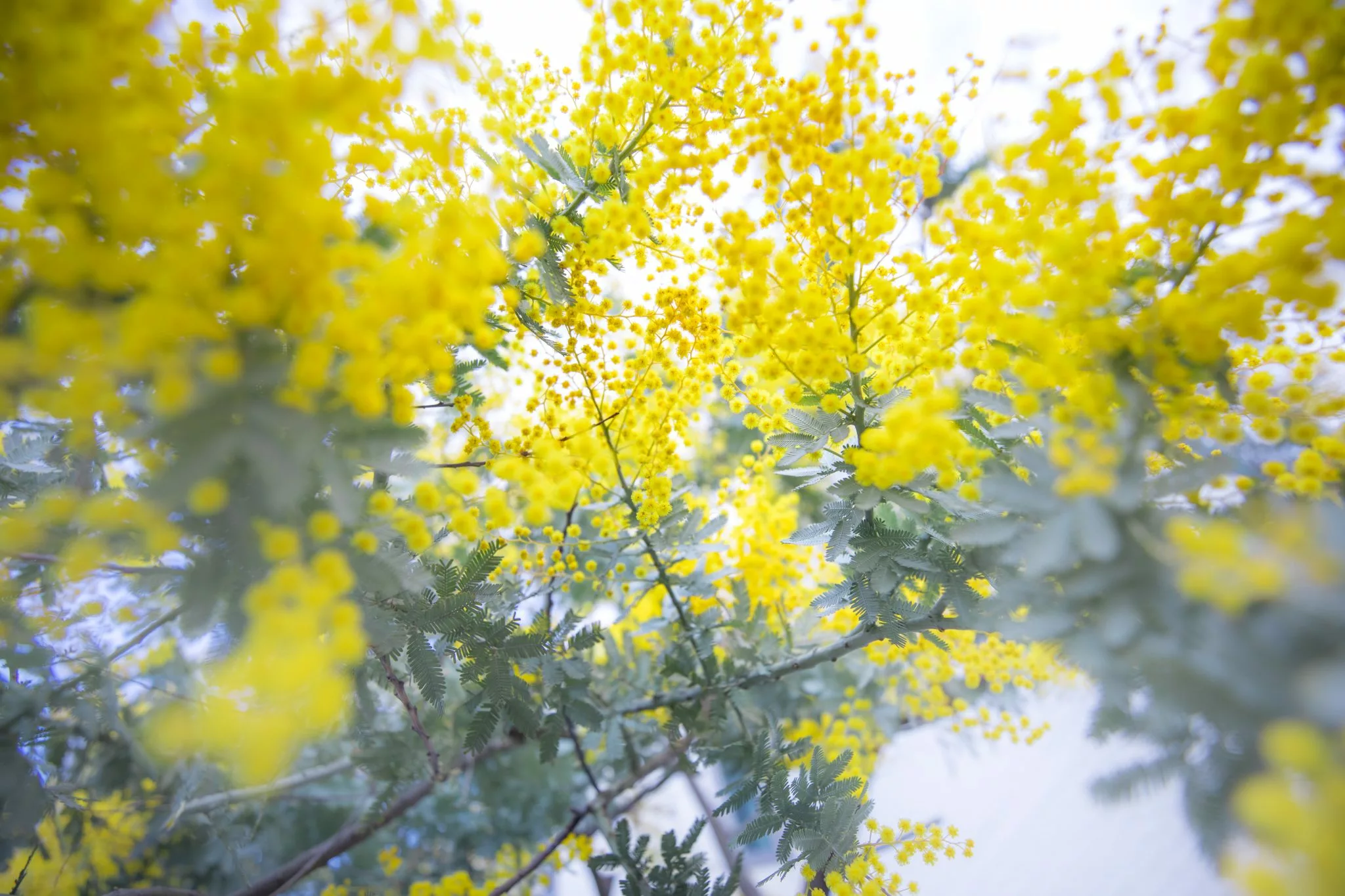 arbuste de mimosa dans son milieu naturel, fleurs utilisés chez votre artisan fleuriste pour composer des bouquets de saison