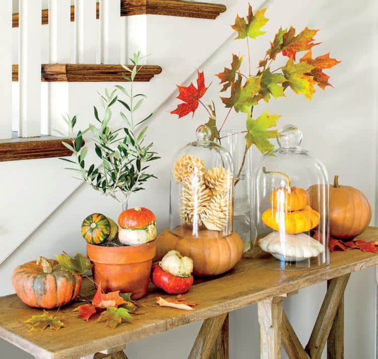 Photo d'une décoration thème automne avec une composition de 2 cloches en verre contenant des citrouilles naturelles et des pommes de pin ainsi que un pot en terre avec un olivier, et d'autres courges et feuillages.
