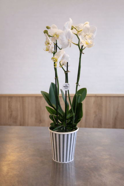 orchidee-phalaenopsis-blanche-plante-fleurie-elegante